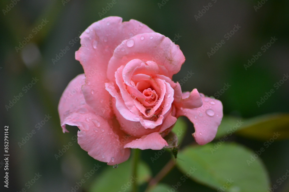 Rose close up in the garden Rose close up in the garden