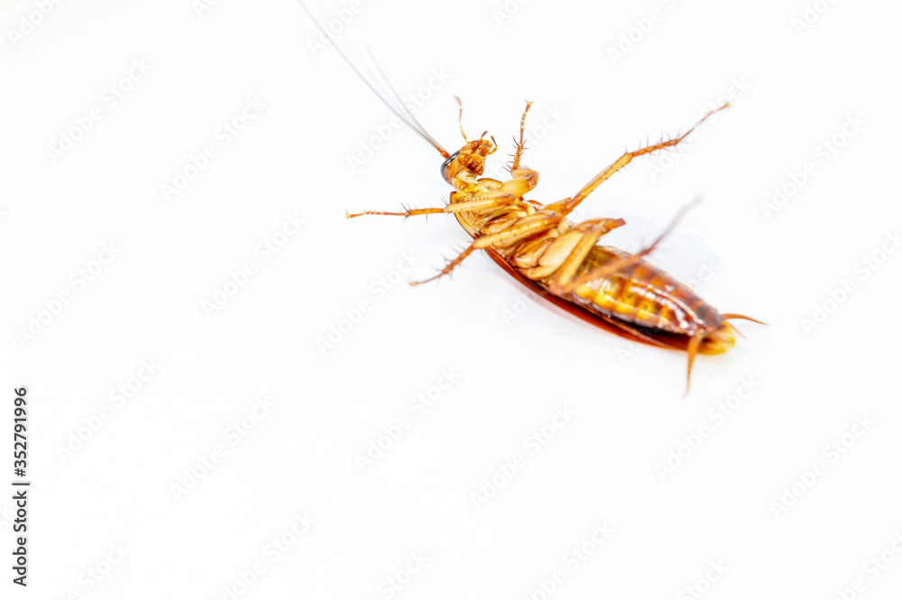 Cockroaches lying on their backs on a white background. Cockroaches lying on their backs on a white background.