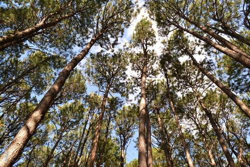 Looking up through the trees