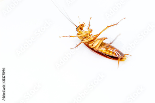 Cockroaches lying on their backs on a white background.