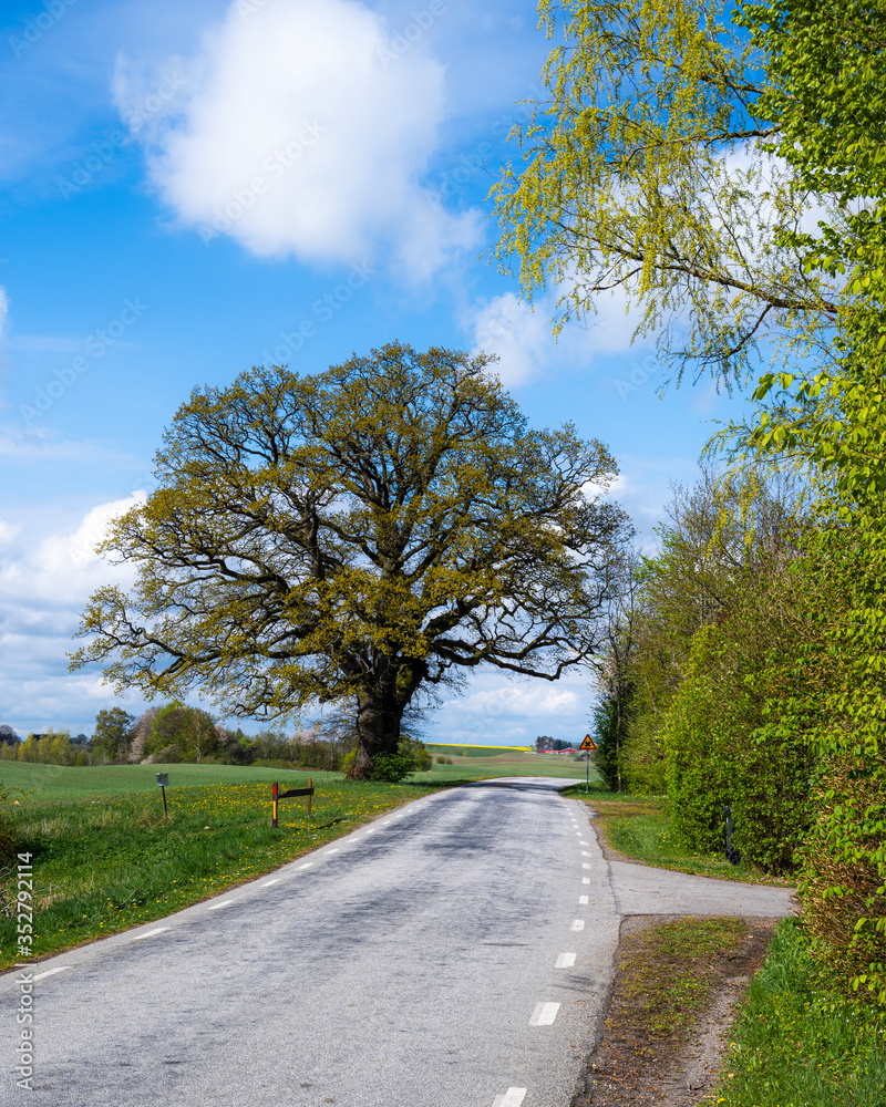 Fototapeta premium A majestic oak tree stands next to an empty rural country side road, giving a tranquil feel, in the southern part of Sweden called Skåne (Scania)