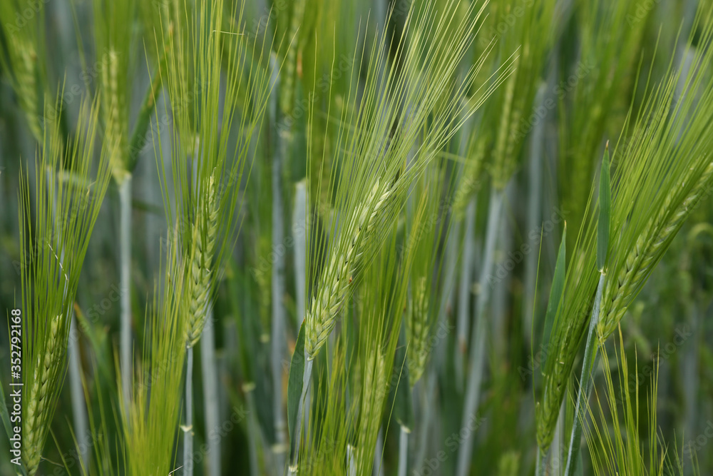 Green winter crops in the fields began to spike Green winter crops in the fields began to spike