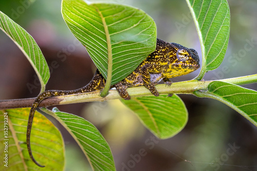 Chamäleon im Regenwald von Madagaskar