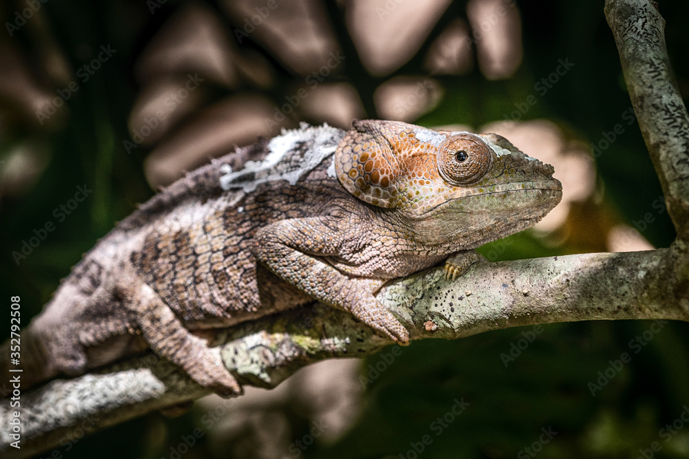 Fototapeta premium Chamäleon im Regenwald von Madagaskar