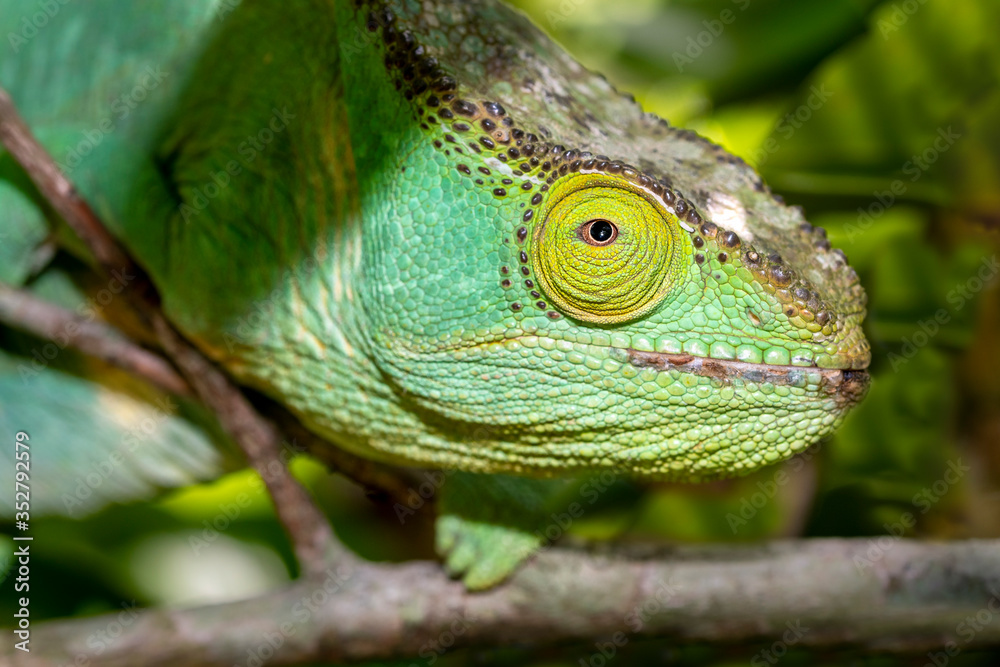 Chamäleon im Regenwald von Madagaskar Chamäleon im Regenwald von Madagaskar