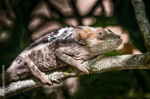 Chamäleon im Regenwald von Madagaskar