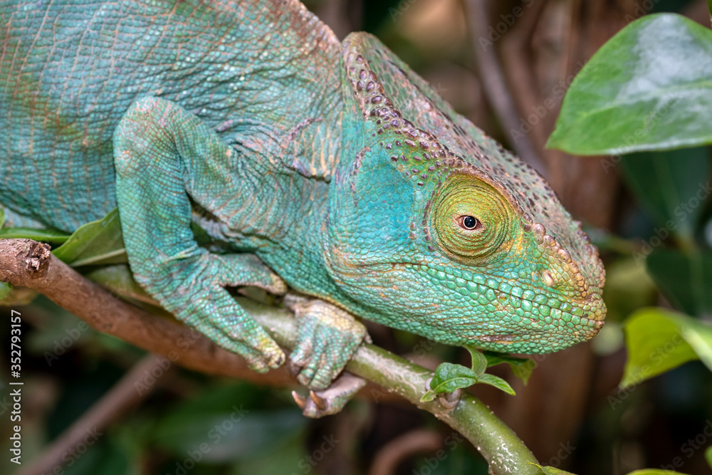 Obraz premium Chamäleon im Regenwald von Madagaskar