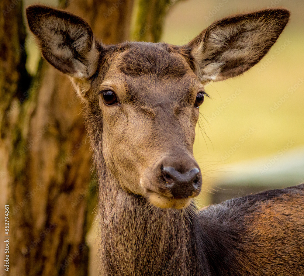 Closeup of a doe deer