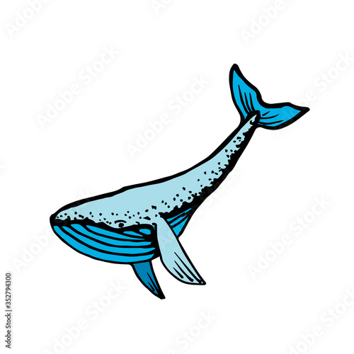 Whale. Hand-drawn vector illustration. Isolated on white.