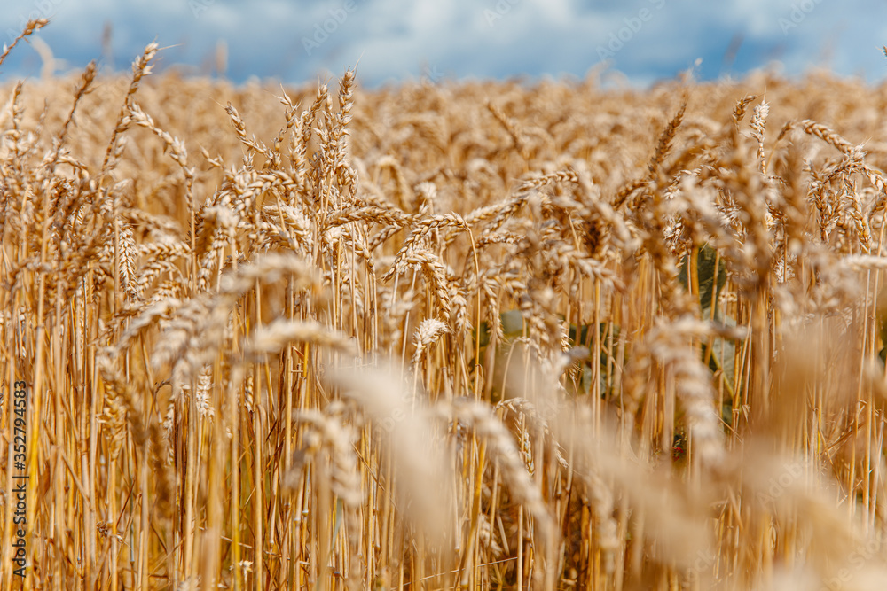 Fototapeta premium Natural wallpaper of organic ears of wheat with blue sky during sunny days. Beautiful rural landscape. Concept of agriculture.