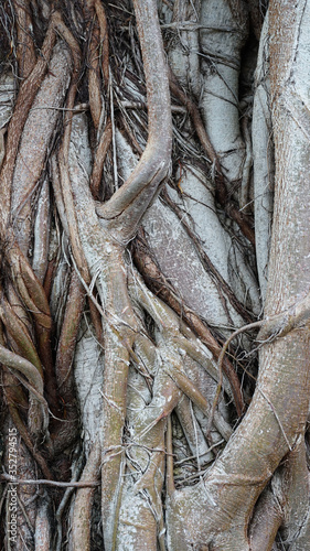 Trees and roots in a dry, leafy grass between the surface of the tree. 