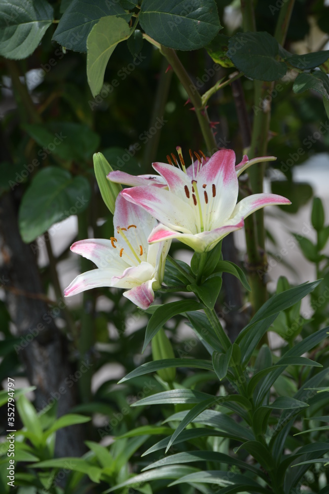 Fototapeta premium 百合の花