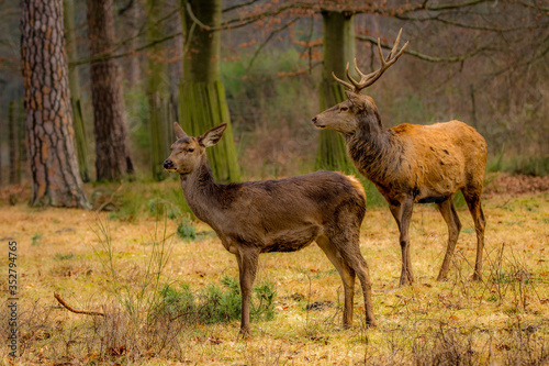 A doe and buck deer seen in a wildlife reserve