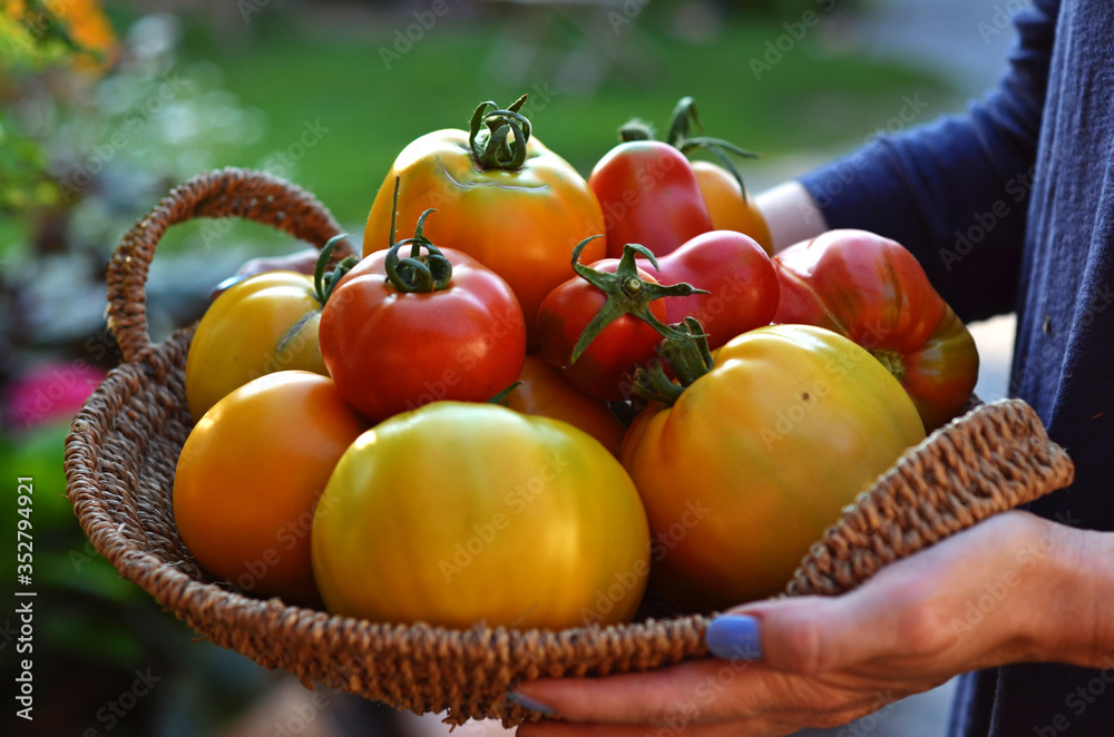 Woman holding a wicker basket full of tomatoes