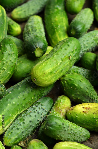 Freshly harvested young green ground cucumbers