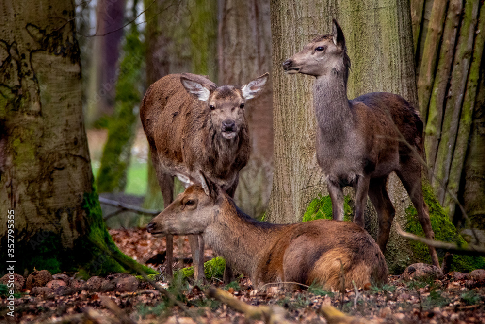 three doe deear resting in the forest three doe deear resting in the forest