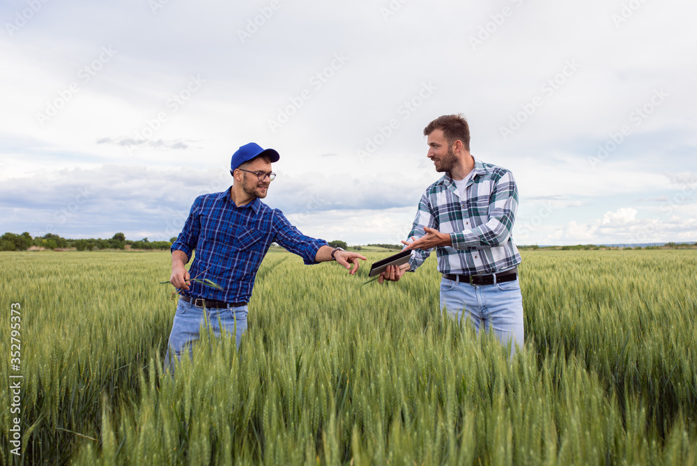 Two farmers standing in green wheat field examining crop during the day. - obrazy, fototapety, plakaty 
