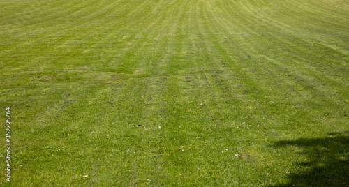 green grass with many lines in as a background