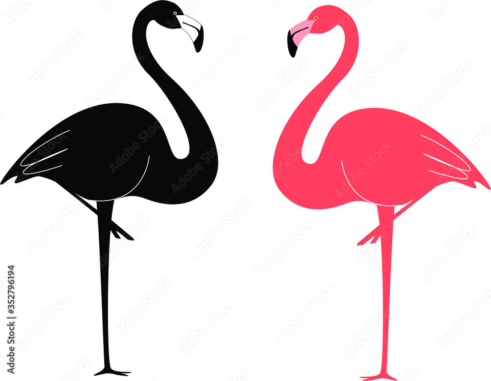 Fototapeta premium Flamingo ptaki czarno-różowe. Ilustracji wektorowych.