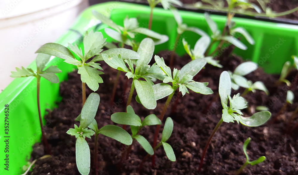 small green seedlings of marigold for garden