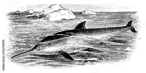 Dolphin, vintage illustration. photo