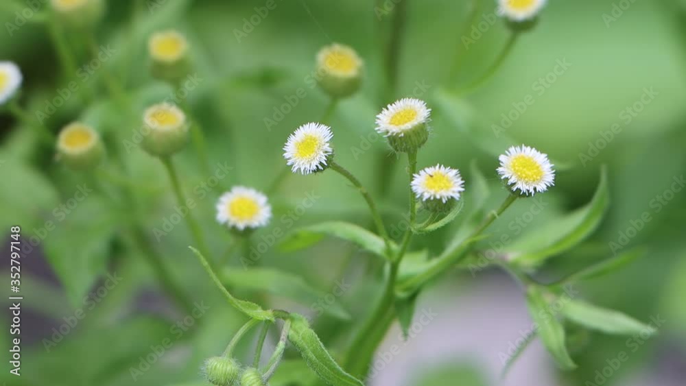 Beautiful weed flower on meadow Beautiful weed flower on meadow