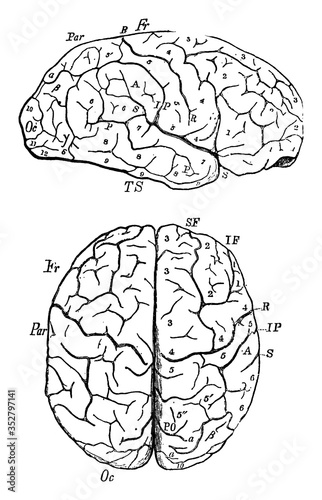 Brain, vintage illustration.