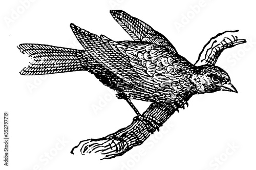 Canary, vintage illustration.