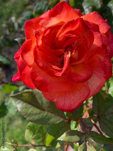 rose rouge orangé coeur 