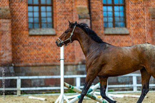 Beautiful sport brown horse running in the paddock