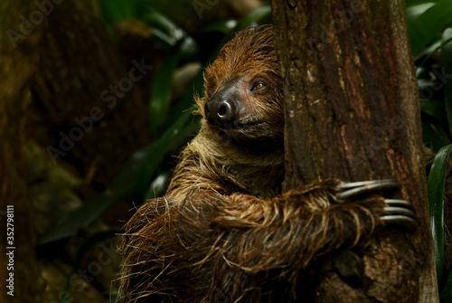 Southern Two-toed Sloth - Choloepus didactylus, beautiful shy slow mammal from South American forests, Brazil. photo