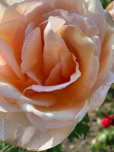 coeur de rose orange 