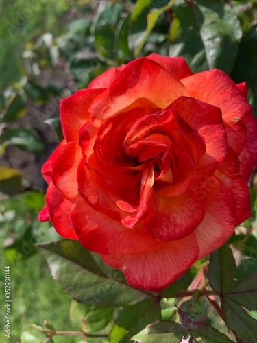 coeur de rose rouge orange 