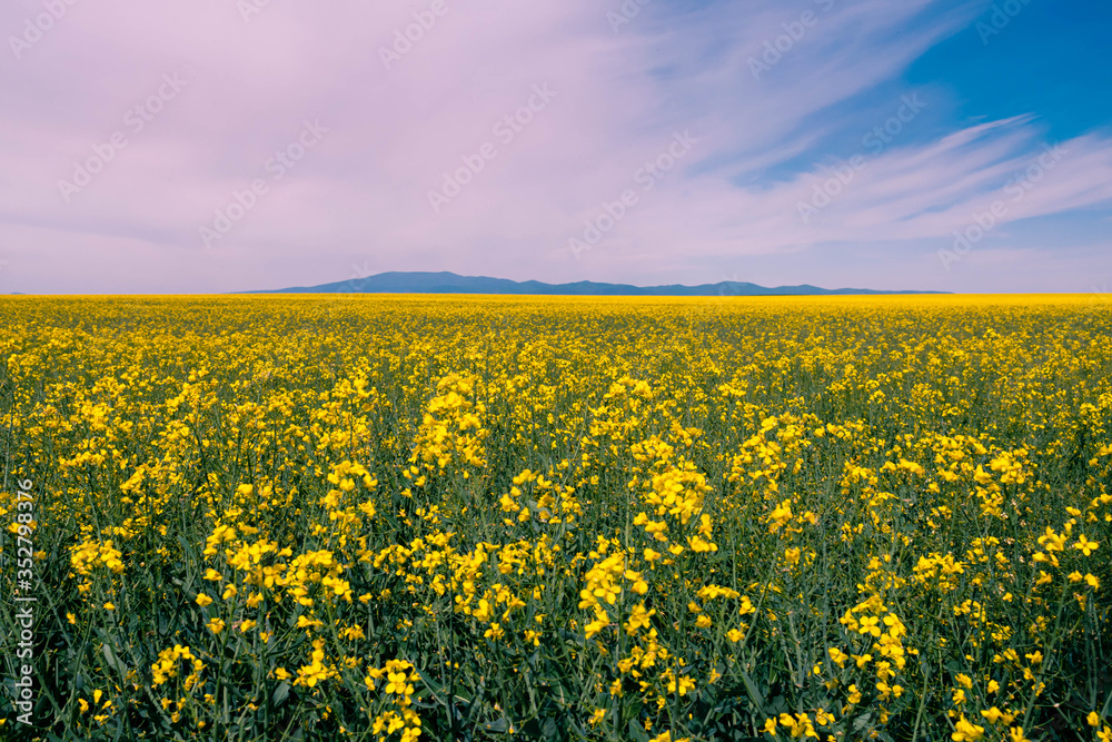 Fototapeta premium Rapeseed field