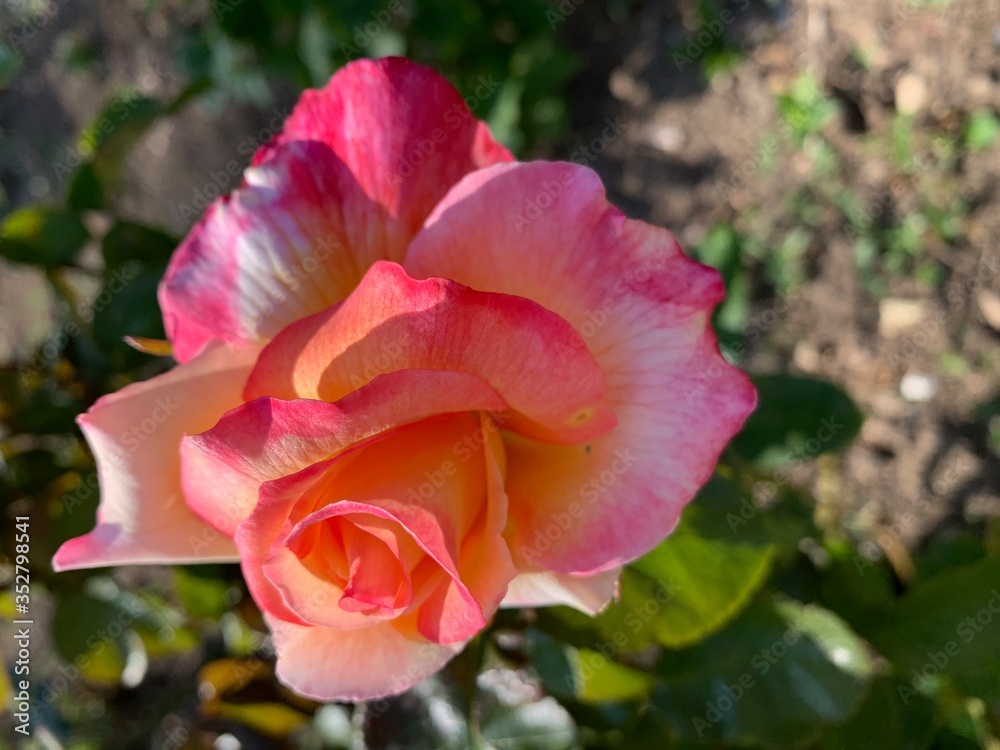coeur de rose rose jaune orange 