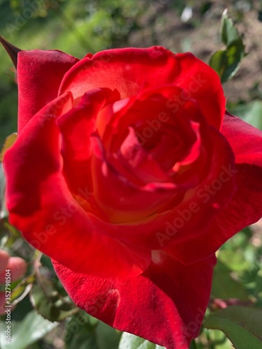 macro rose rouge 