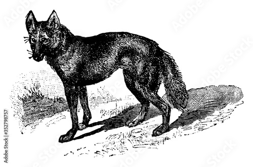 Jackal, vintage illustration.