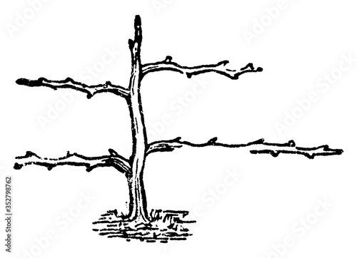 Horizontal Shaped Pruning, vintage illustration.