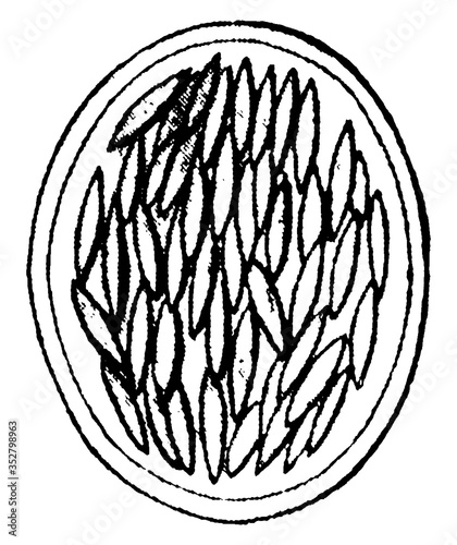 Gregarina, vintage illustration.