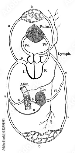 Diagram of Circulation, vintage illustration.