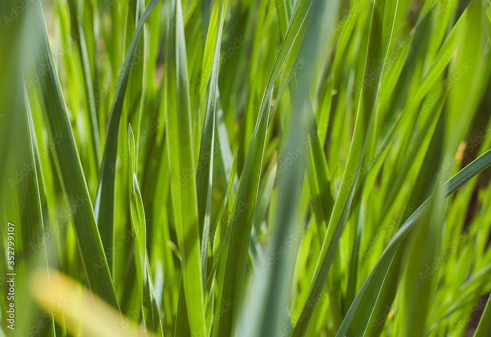 green foliage from garlic spring photo sun flare green foliage from garlic spring photo sun flare