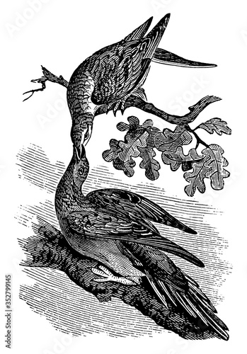 Passenger Pigeon, vintage illustration.