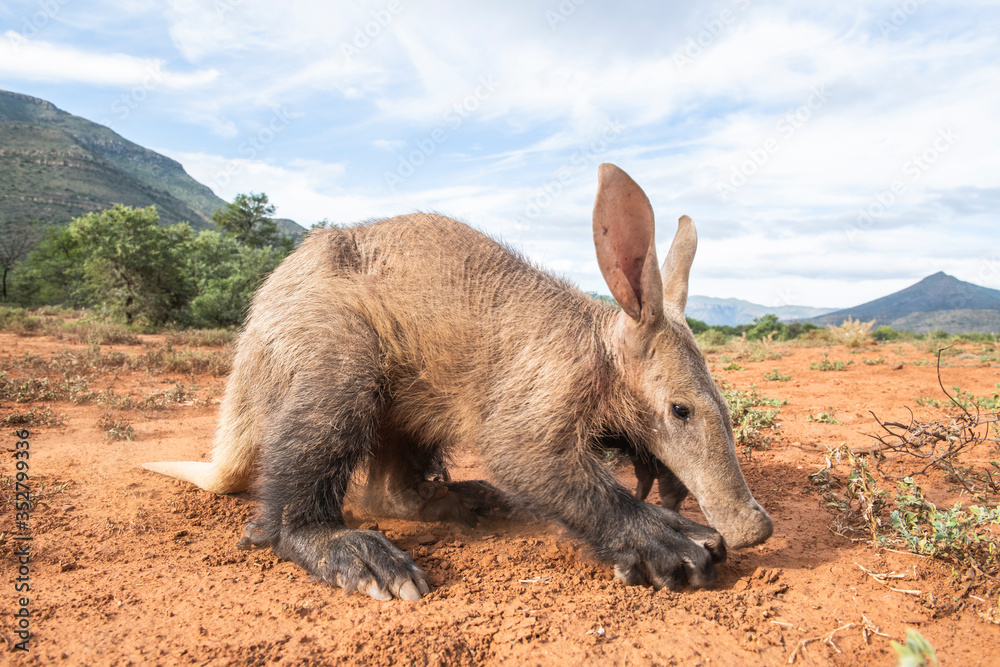 Aardvark defecating and covering dung Aardvark defecating and covering dung