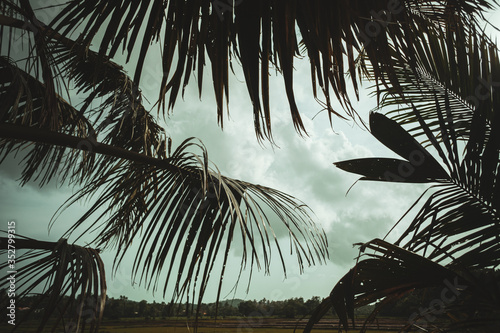 Fototapeta Naklejka Na Ścianę i Meble -  Azjatycki krajobraz wiejski, pola rolne, pola ryżowe, palmy.