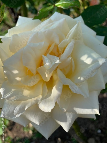 coeur de rose blanche macro 