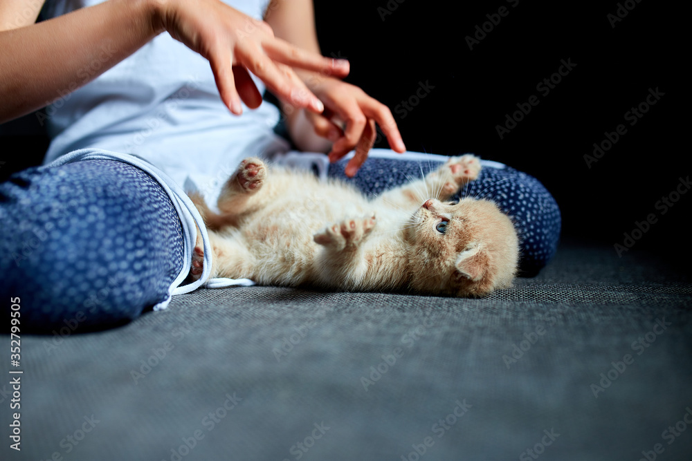 The child girl plays with a British little playful kitten at home. The child girl plays with a British little playful kitten at home.
