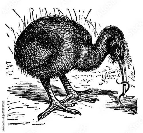 Apteryx, vintage illustration.