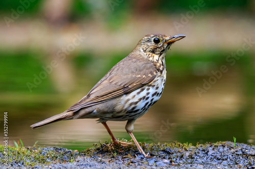 Song thrush, Turdus philomelos on the grass next to the water