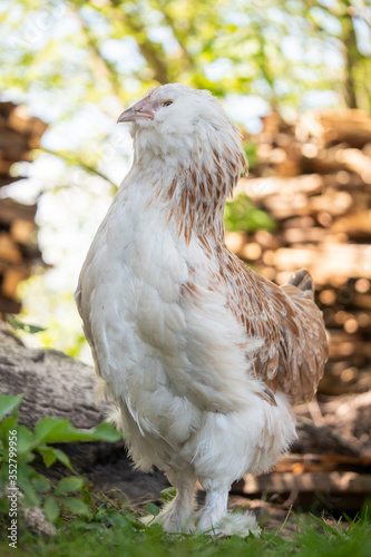close up of a white bird