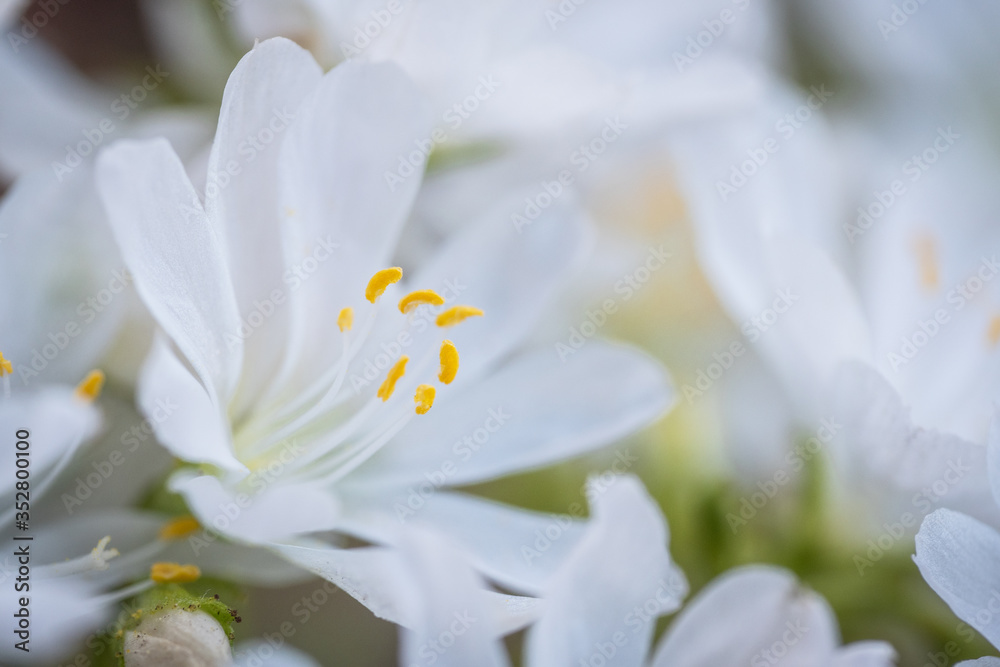 white spring flower white spring flower